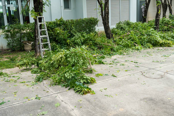 How Our Tree Care Process Works  in  Palmdale, PA